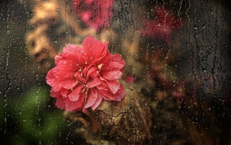 цветок, капли, лепестки, дождь, стекло, flower, drops, petals, rain, glass