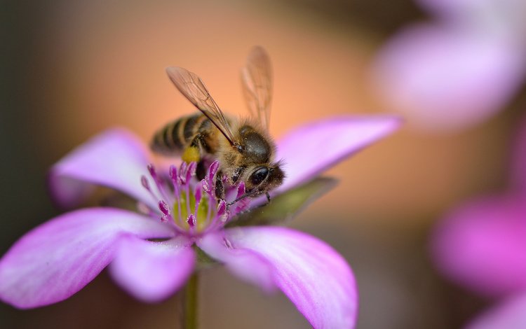 насекомое, цветок, лепестки, крылья, розовый, пчела, insect, flower, petals, wings, pink, bee