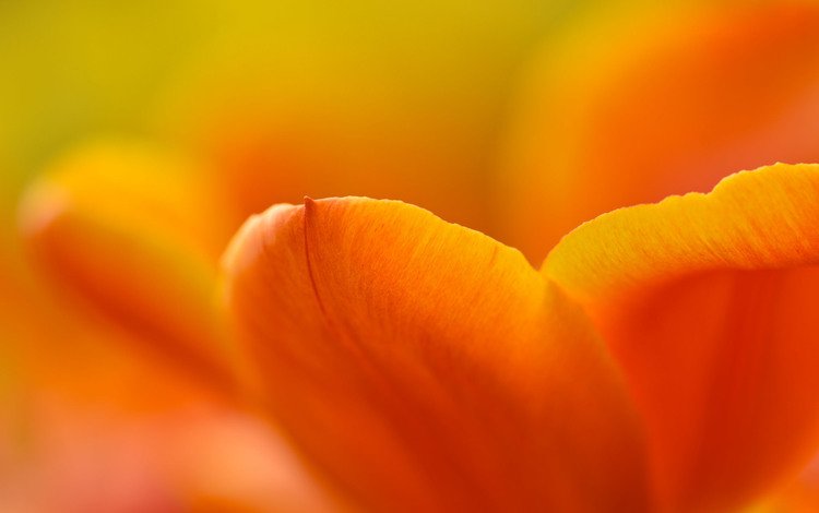 желтый, цветок, лепестки, тюльпан, yellow, flower, petals, tulip