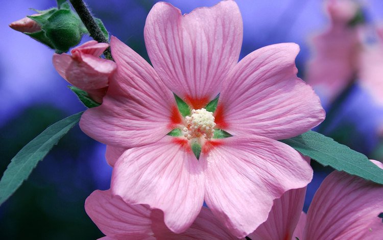 цветок, лепестки, розовый, примула, flower, petals, pink, primula