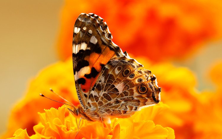 цветы, насекомое, бабочка, крылья, мотылек, flowers, insect, butterfly, wings, moth