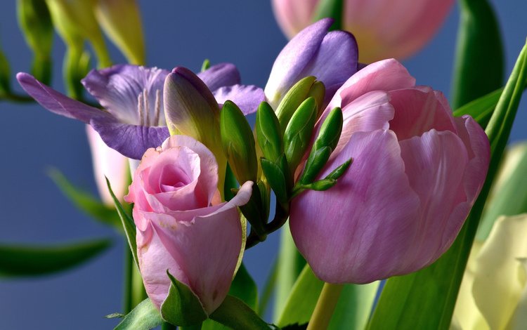 цветы, розы, букет, тюльпаны, ирисы, композиция, flowers, roses, bouquet, tulips, irises, composition