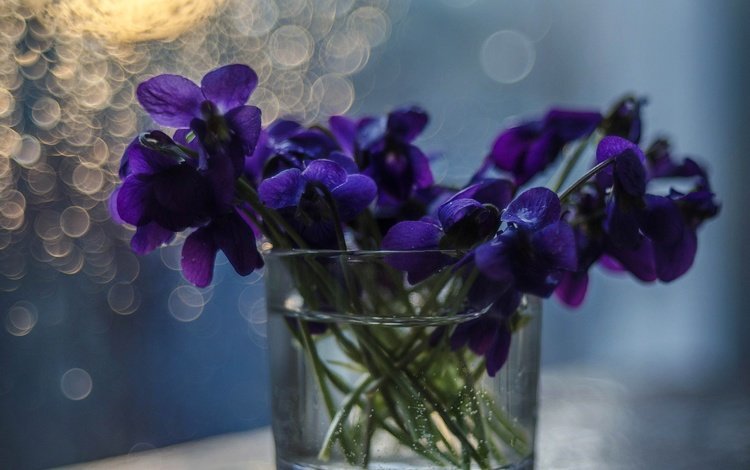 цветы, букет, ваза, фиалки, flowers, bouquet, vase, violet