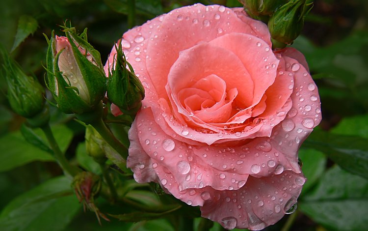 цветы, листья, капля, роза, лепестки, бутон, капли дождя, flowers, leaves, drop, rose, petals, bud, raindrops