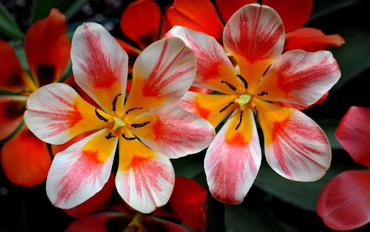 цветы, лепестки, весна, тюльпаны, flowers, petals, spring, tulips
