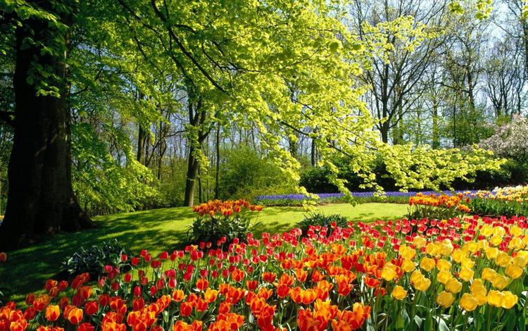 цветы, деревья, лес, парк, поляна, тюльпаны, flowers, trees, forest, park, glade, tulips