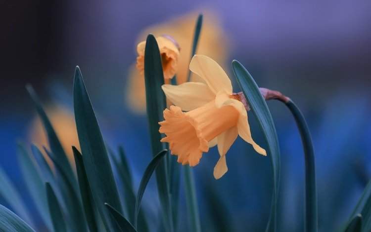 цветы, листья, крупный план, нарциссы, flowers, leaves, close-up, daffodils