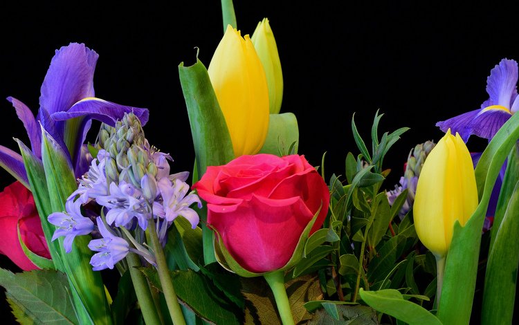 цветы, макро, розы, черный фон, букет, тюльпаны, ирисы, композиция, flowers, macro, roses, black background, bouquet, tulips, irises, composition