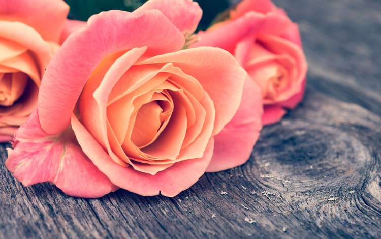 Оранжево-розовая роза