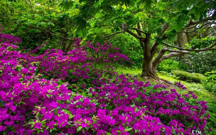 цветы, природа, дерево, парк, сад, флора, рододендрон, flowers, nature, tree, park, garden, flora, rhododendron