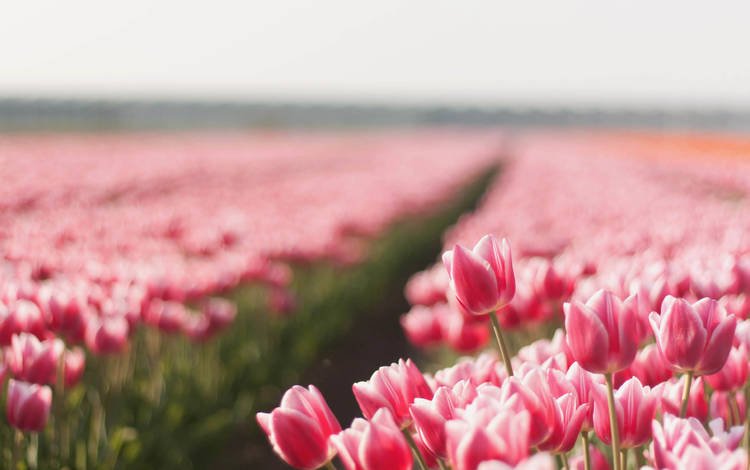 цветы, природа, бутоны, поле, тюльпаны, flowers, nature, buds, field, tulips