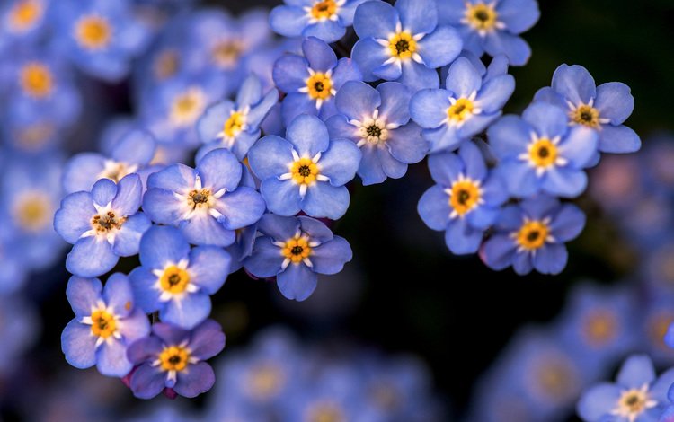 цветы, природа, незабудки, голубые, flowers, nature, forget-me-nots, blue