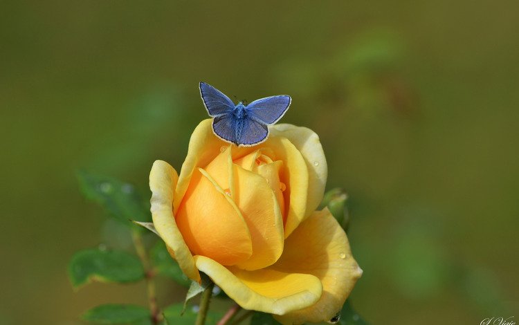 цветы, природа, насекомое, фон, роза, бабочка, flowers, nature, insect, background, rose, butterfly