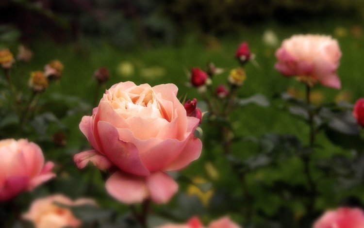 цветы, розы, роза, осень, бутон, розовые, flowers, roses, rose, autumn, bud, pink