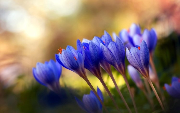 цветы, весна, букет, стебель, крокусы, flowers, spring, bouquet, stem, crocuses