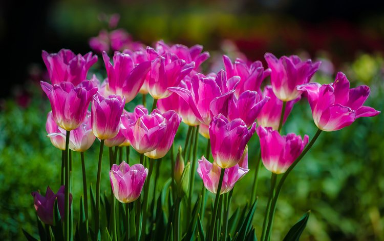 цветы, весна, тюльпаны, розовые, flowers, spring, tulips, pink