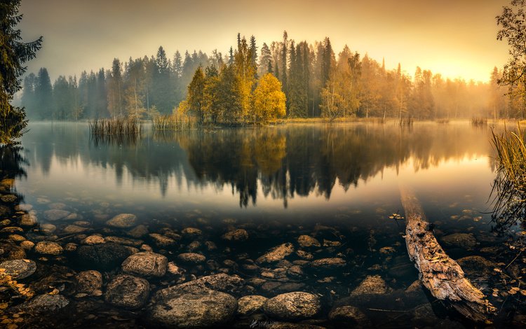 деревья, озеро, лес, отражение, туман, осень, пруд, trees, lake, forest, reflection, fog, autumn, pond