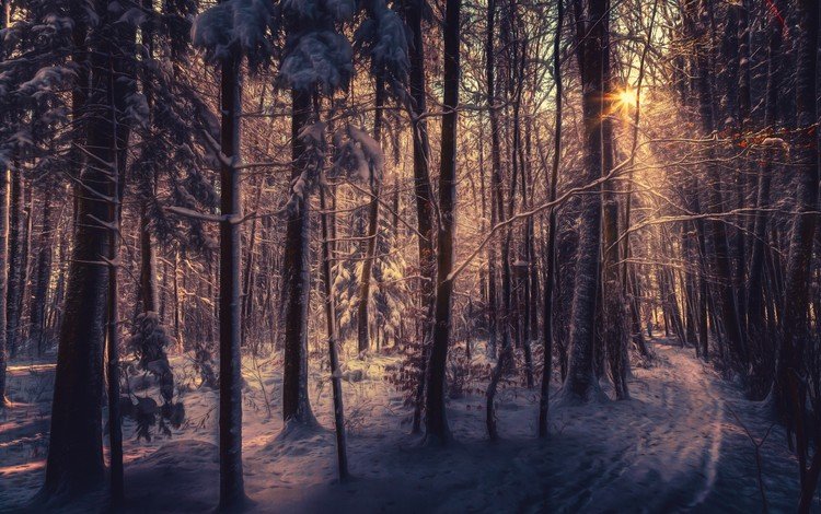 деревья, снег, лес, зима, лучи солнца, trees, snow, forest, winter, the rays of the sun
