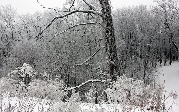 деревья, снег, лес, зима, ветки, мороз, trees, snow, forest, winter, branches, frost