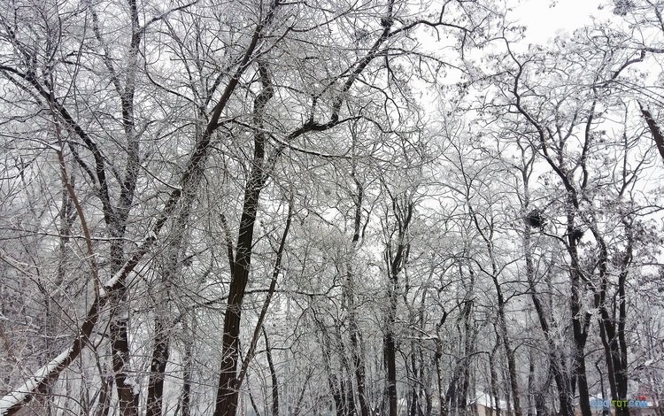 деревья, снег, зима, ветки, чёрно-белое, trees, snow, winter, branches, black and white