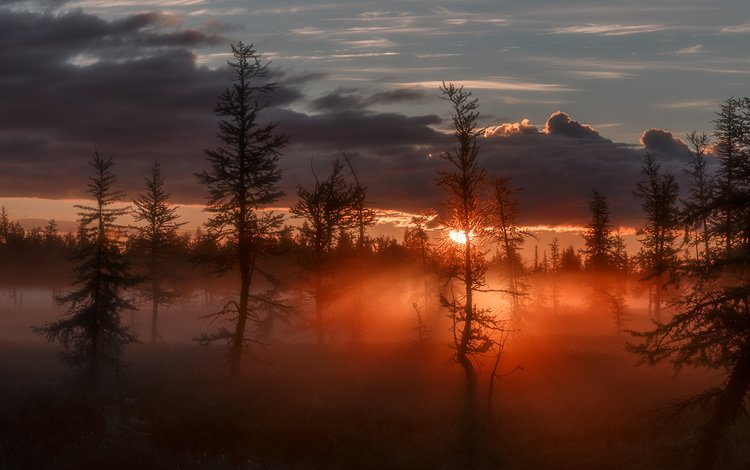 деревья, восход, солнце, лучи, туман, зарево, сумрак, trees, sunrise, the sun, rays, fog, glow, twilight