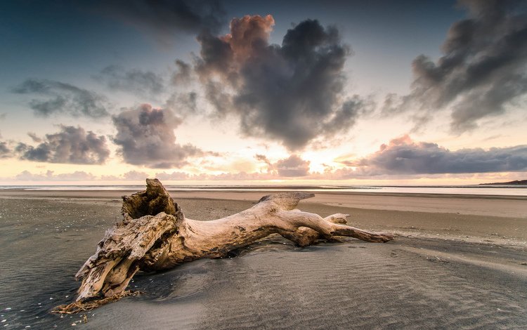 дерево, берег, закат, песок, пляж, tree, shore, sunset, sand, beach