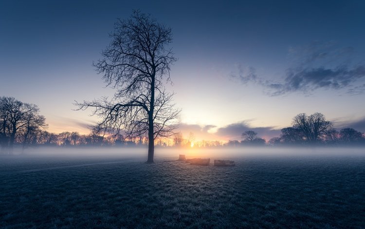 восход, дерево, утро, туман, sunrise, tree, morning, fog