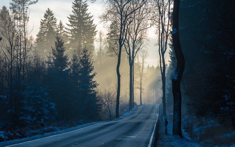 дорога, деревья, лес, утро, туман, road, trees, forest, morning, fog