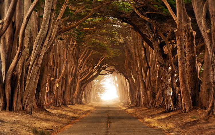 дорога, деревья, ветки, туннель, road, trees, branches, the tunnel