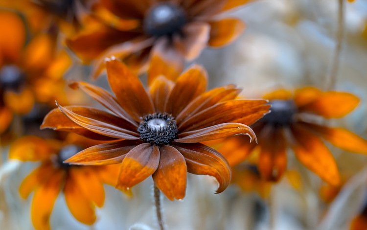 фон, цветок, лепестки, оранжевые, рудбекия, background, flower, petals, orange, rudbeckia