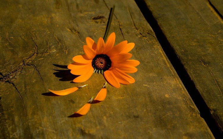 фон, цветок, лепестки, оранжевый, background, flower, petals, orange
