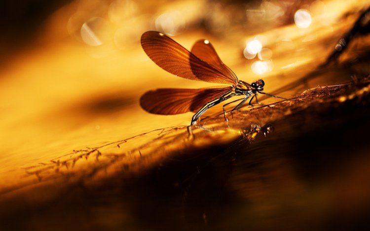 насекомое, фон, крылья, блики, стрекоза, травинка, insect, background, wings, glare, dragonfly, a blade of grass