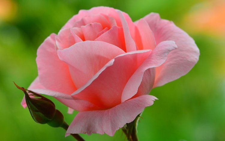 фон, цветок, роза, лепестки, бутон, розовые, background, flower, rose, petals, bud, pink