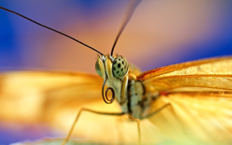глаза, насекомое, бабочка, крылья, eyes, insect, butterfly, wings