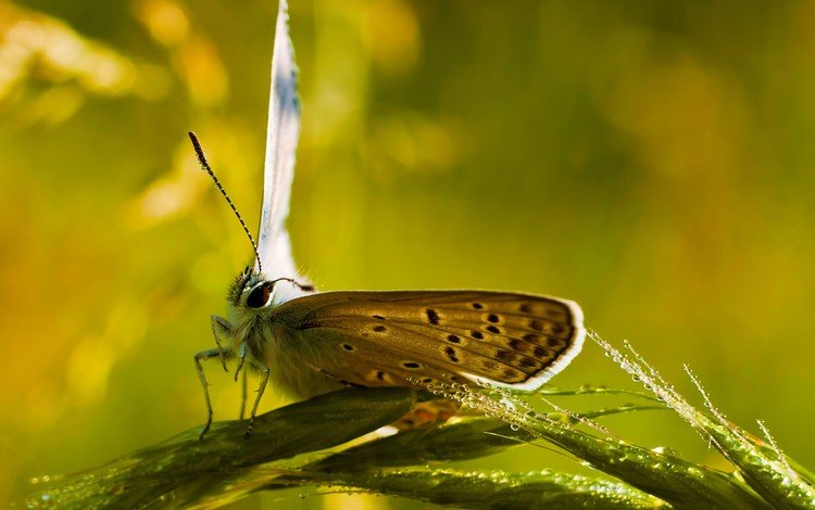 глаза, насекомое, капли, бабочка, колоски, усики, eyes, insect, drops, butterfly, spikelets, antennae