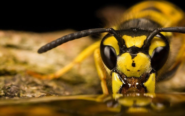 глаза, макро, насекомое, усики, пчела, оса, крупным планом, eyes, macro, insect, antennae, bee, osa, closeup