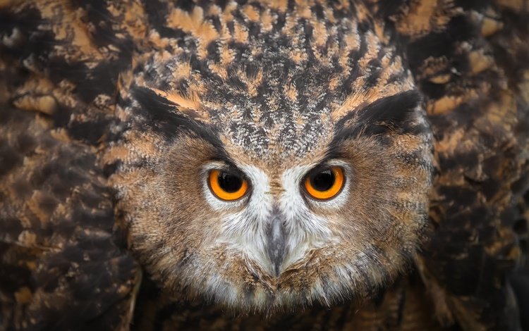 глаза, сова, смотрит, птица, клюв, перья, eyes, owl, looks, bird, beak, feathers