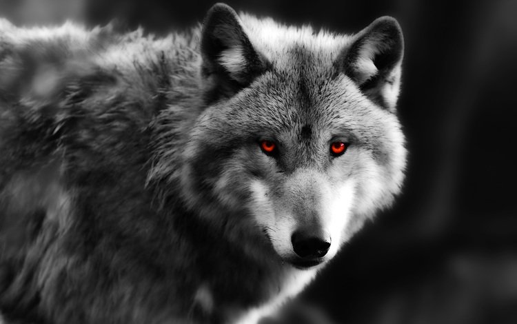 глаза, взгляд, серый, хищник, волк, eyes, look, grey, predator, wolf