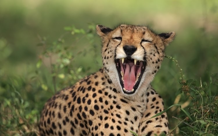 кошка, пятна, хищник, зубы, пасть, гепард, cat, spot, predator, teeth, mouth, cheetah