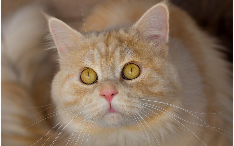 глаза, морда, кот, усы, кошка, взгляд, eyes, face, cat, mustache, look