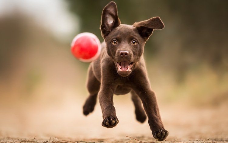 лапы, лабрадор, взгляд, собака, щенок, игра, друг, мяч, бег, paws, labrador, look, dog, puppy, the game, each, the ball, running