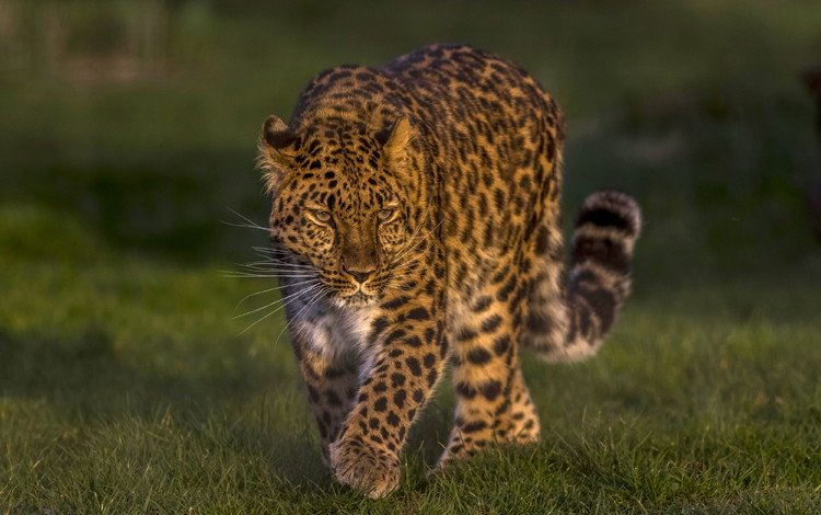 леопард, дикая кошка, красавец, дальневосточный леопард, амурский леопард, leopard, wild cat, handsome, the far eastern leopard, the amur leopard