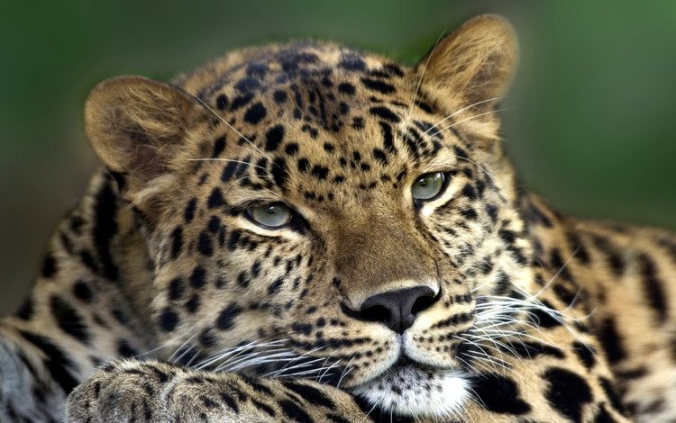 глаза, морда, взгляд, леопард, хищник, зверь, eyes, face, look, leopard, predator, beast