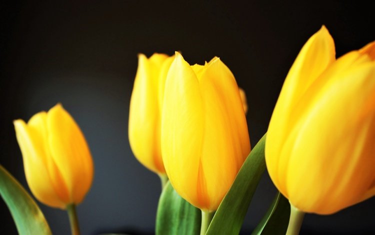 цветы, лепестки, букет, тюльпаны, желтые, flowers, petals, bouquet, tulips, yellow