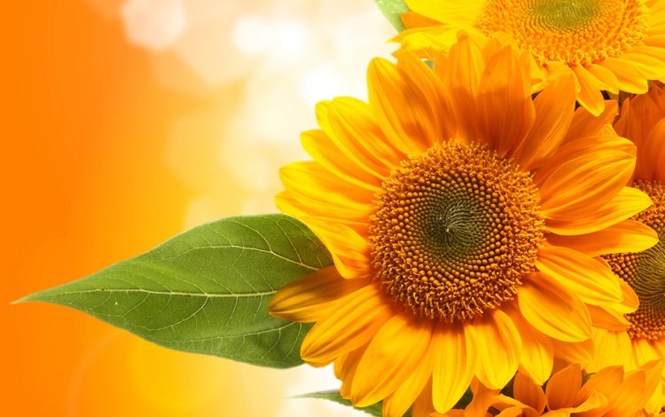 цветы, фон, лист, подсолнухи, желтые, ле, flowers, background, sheet, sunflowers, yellow, le