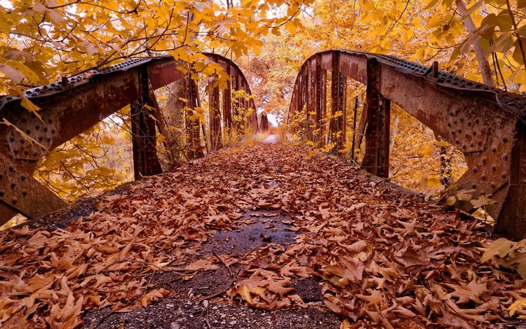 деревья, листья, парк, мост, осень, trees, leaves, park, bridge, autumn