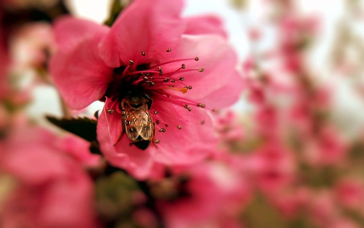 макро, насекомое, цветок, пестик, пчела, macro, insect, flower, pistil, bee