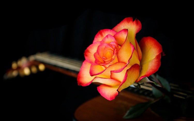 макро, фон, цветок, гитара, роза, лепестки, черный фон, macro, background, flower, guitar, rose, petals, black background