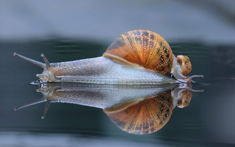 макро, отражение, панцирь, улитка, рожки, macro, reflection, shell, snail, horns