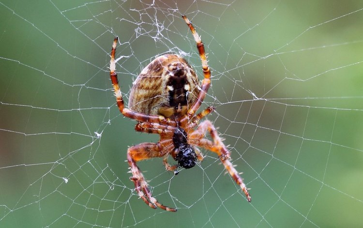 макро, паук, паутина, лапки, macro, spider, web, legs